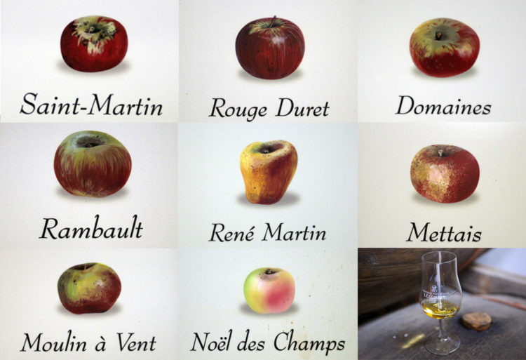 Разнообразие яблок для напитка