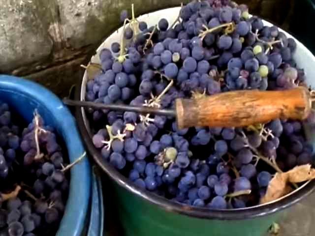 виноград в ведрах