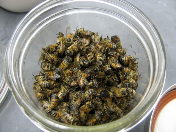 Подмор пчелиный настойка на спирту, водке. Рецепт применения