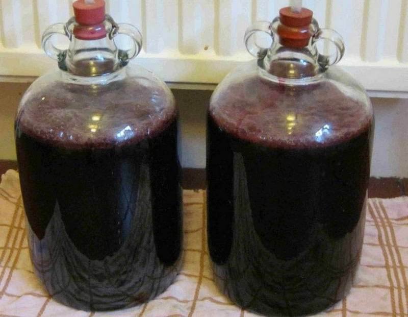 ферментация вина изабелла