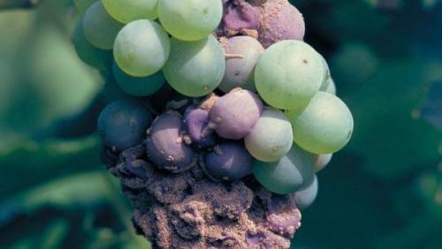 Затем посыпьте виноград на предмет содержания сахара. Как лечить виноград от серой гнили. 5 лучших рецептов!