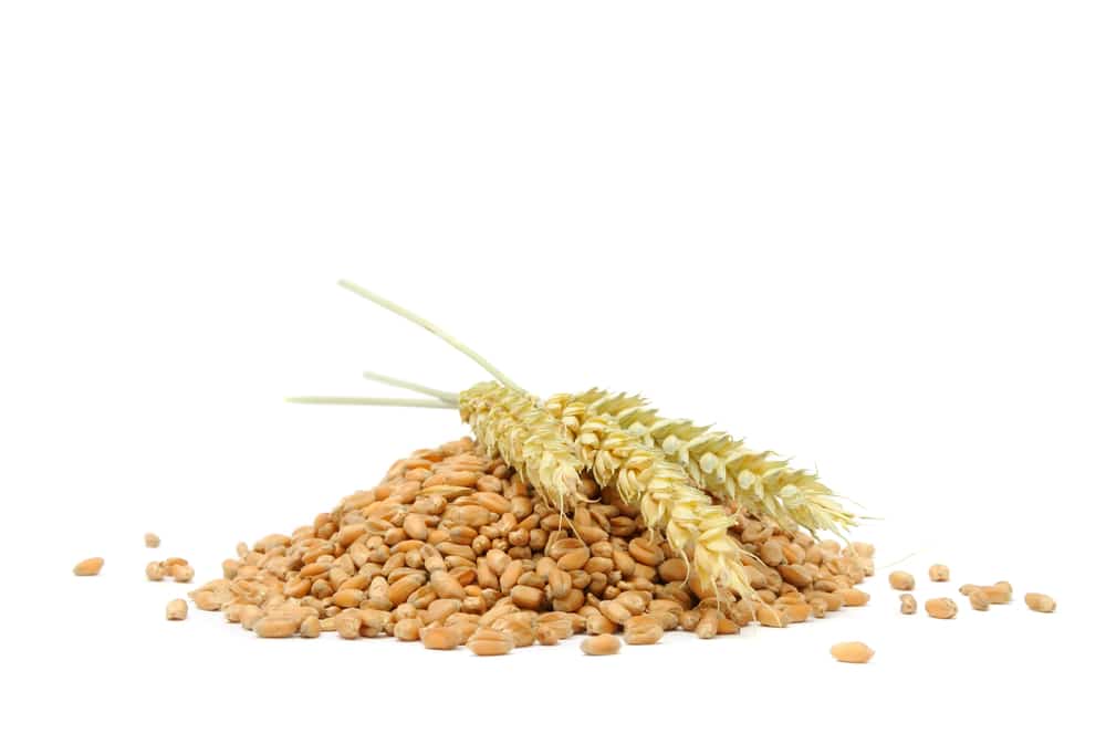Поставить брагу на пшенице