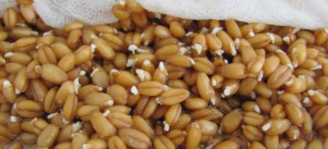 Как правильно проращивать пшеницу для браги и самогона