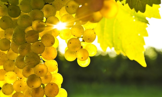 Готовим вино из листьев винограда или вишни - лучший рецепт
