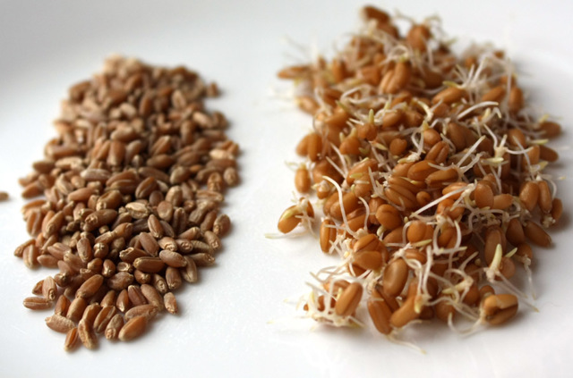 Старинный рецепт браги из пшеницы без дрожжей
