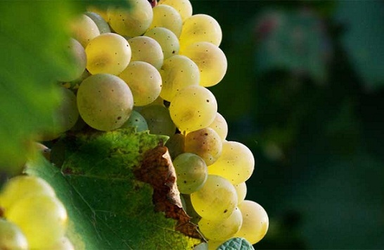 Вино Алиготе (aligote): особенности, виды, культура пития