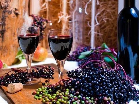 Вино из бузины в домашних условиях - рецепты из цветков и ягод