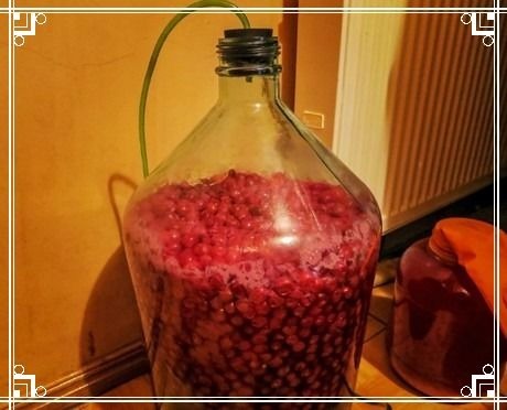 Вино из вишни с косточками в домашних условиях: простой рецепт