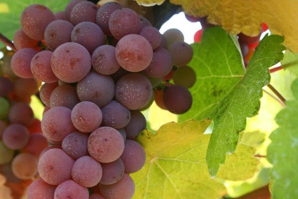 Вино Пино Гриджио: особенности, виды, культура употребления