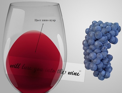 Вино «Пино нуар (pinot noir)» – особенности и культура употребления