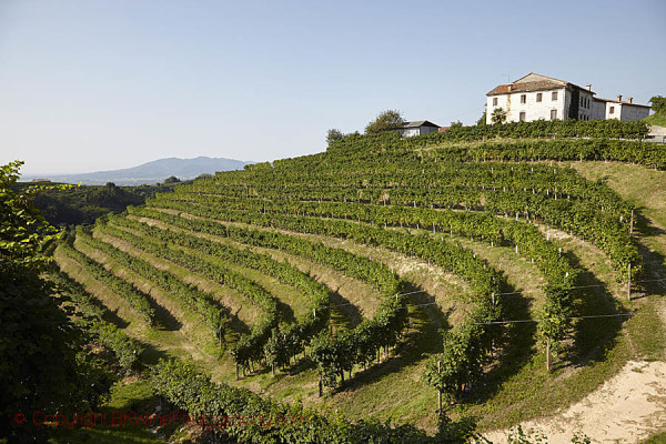 Вино Вальполичелла: особенности, виды и культура пития