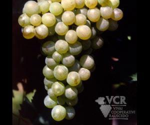 Вино Верментино: особенности, регионы, известные марки